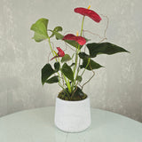 Anthurium Plant in White Pot