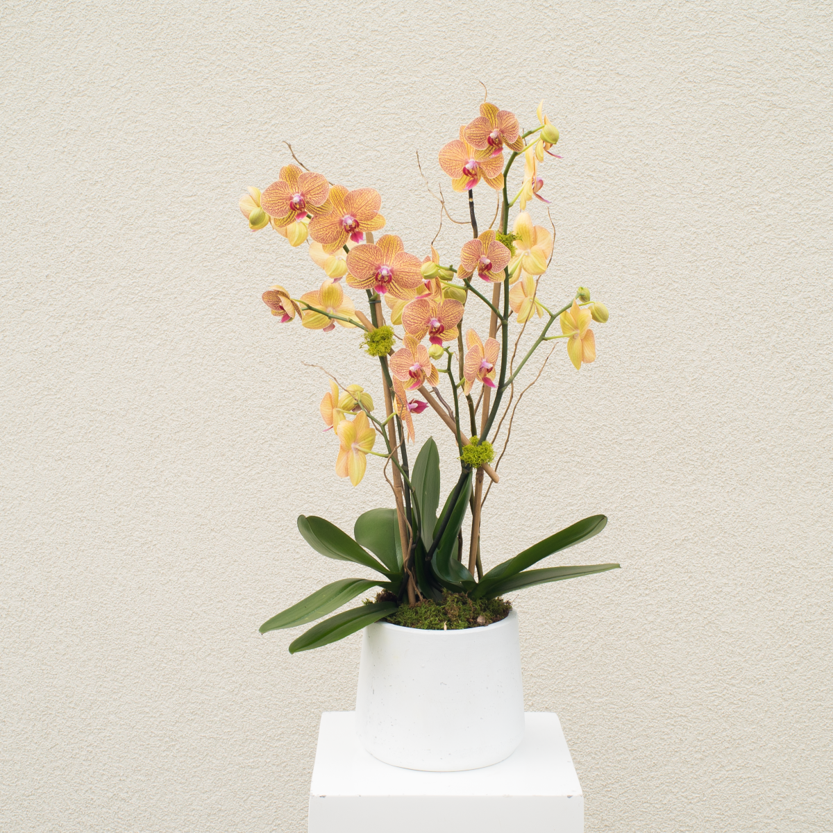 Seasonal Orchids