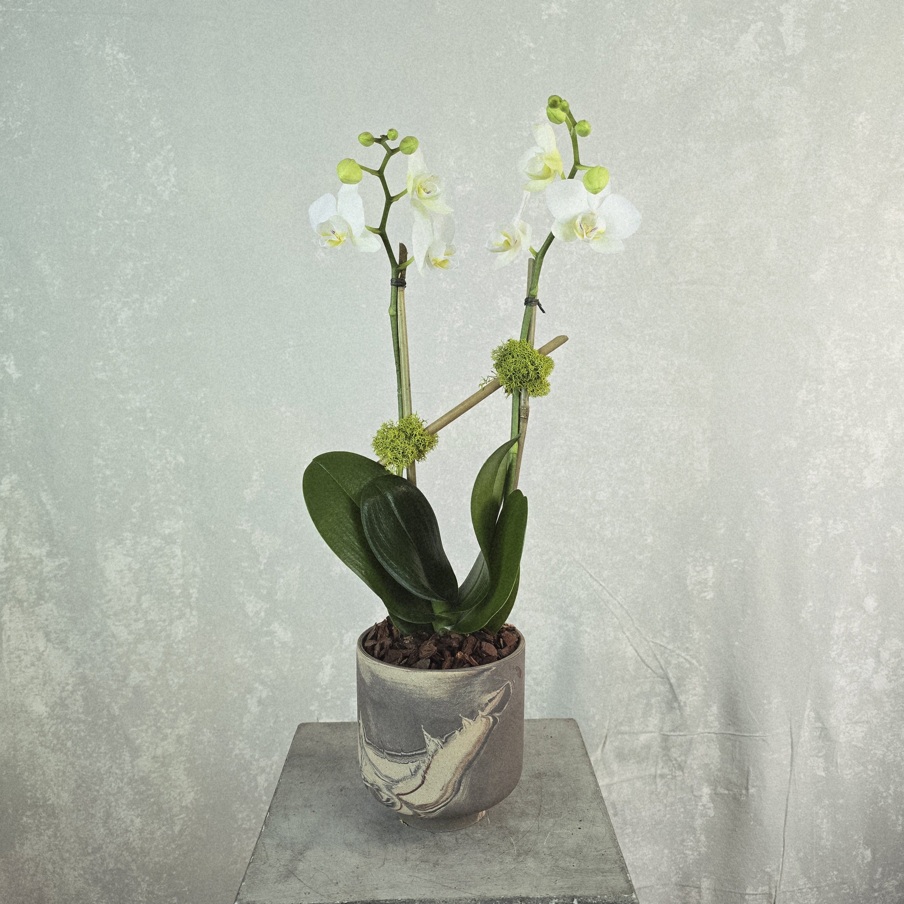 transparent orchid plant pots Mini Orchid in Tetra Pot – The Flower Bar Larchmont